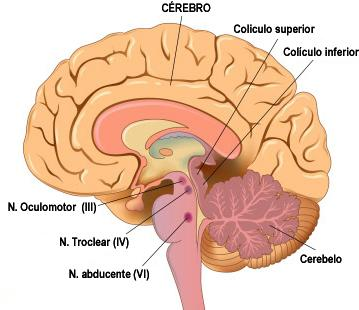 NÚCLEOS MOTORES DO TRONCO ENCEFÁLICO MESENCÉFALO Núcleos do III e IV Áreas integrativas visuais, auditivas e pupilares PONTE Núcleos do V, VI e VII Áreas de integração visceral (mastigação,