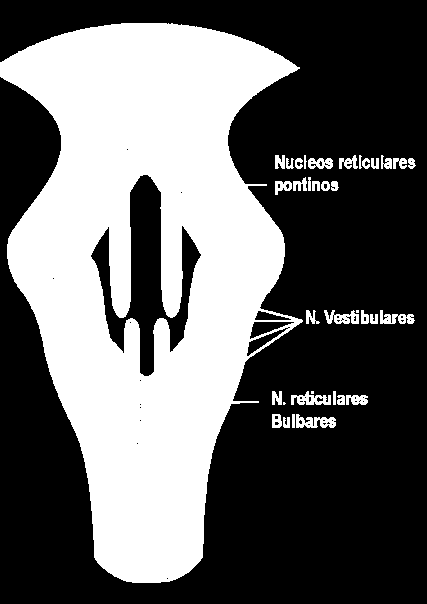 os motoneurônios homolaterais dos músculos extensores dos membros inferiores e flexores dos membros superiores.