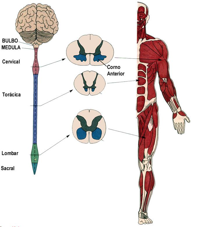 LESÕES DOS NÚCLEOS MOTORES DA MEDULA OU DO TRONCO ENCEFÁLICO OU DOS NERVOS PERIFÉRICOS Paralisia dos músculos Arreflexia Atrofia muscular PARALISIA FLÁCIDA