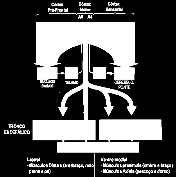 SISTEMA LATERAL SISTEMA VENTRO-MEDIAL No tronco encefálico estão a) núcleos que originam tratos descendentes para a medula: Trato