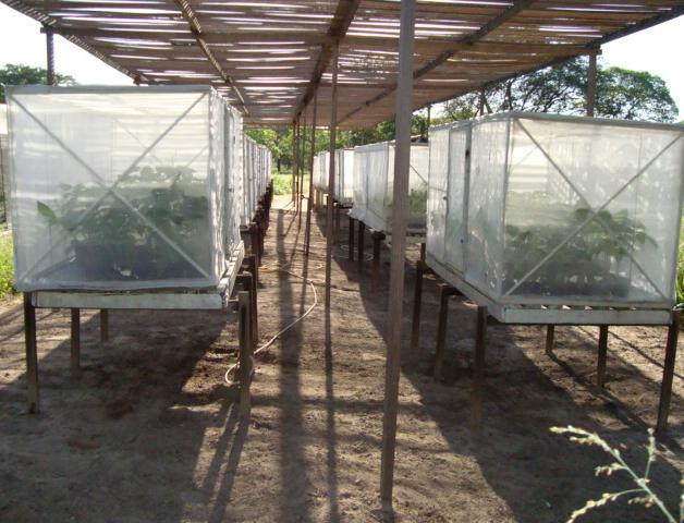 respectivamente. Oito plantas foram inoculadas com os isolados virais e duas foram inoculadas apenas com tampão fosfato de sódio.