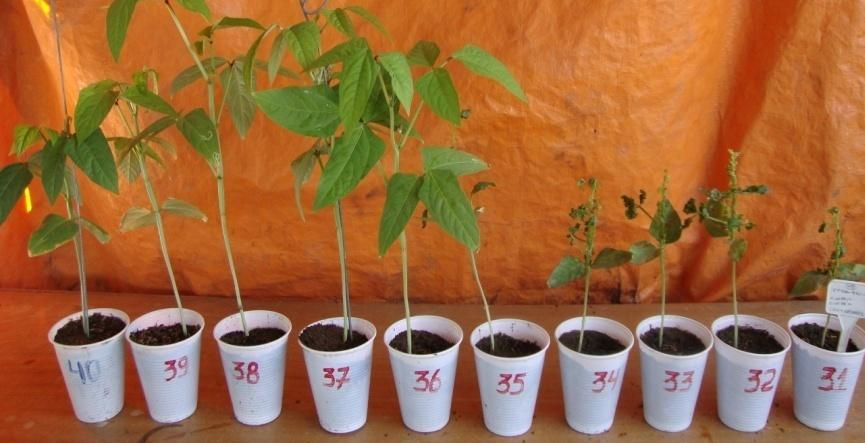 b- As cinco primeiras plantas foram inoculadas com a combinação do isolados viral do CMV+CABMV e as cinco últimas plantas com fosfato de sódio.