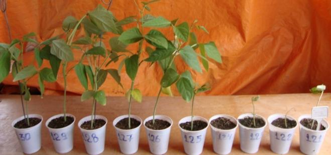 D- As cinco primeiras plantas foram inoculadas com a combinação do isolado viral do CMV+ CABMV+CPSMV-I e as cinco últimas plantas com tampão fosfato de sódio.