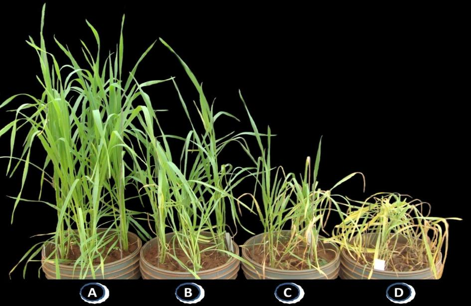 84 Figura 10 Amarelecimento e estatura das plantas de trigo, cultivar BRS Guabiju, com infestação inicial de 10 e 40 pulgões/planta e sem eliminação da prole, no estádio de afilhamento.