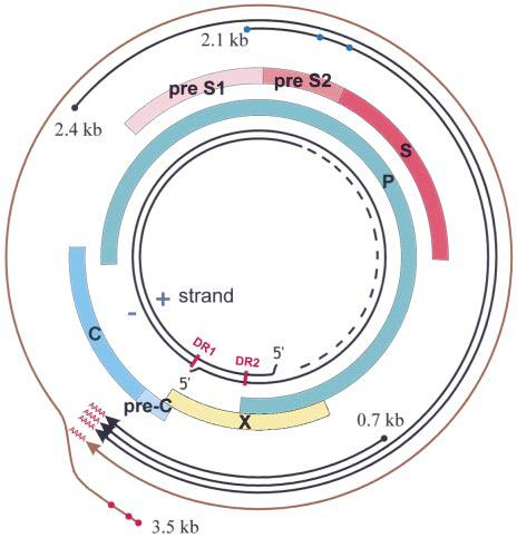 11 Figura 2 - Representação estrutural do genoma do VHB (Fonte: Ljunggren et al., 2002) O VHB apresenta uma diversidade viral complexa com diferentes subtipos e genótipos.