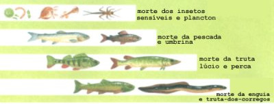 Chuva Ácida Entendendo os danos (biota) A maioria dos rios e lagos possuem um ph entre 6,0 e 8,0 e podem atingir valores próximos de 5,0