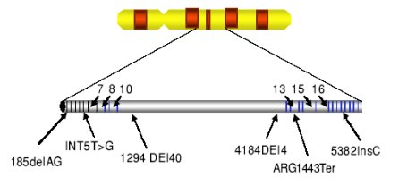 110 Figure 1. Mutations frequently found in BRCA1 gene, located in chromosome 17.