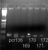 111 M 1 2 3 4 5 6 Figure 2. Results of digested PCR products for 185delAG with DdeI restriction enzyme through 3% agarose gel electrophoresis. Position M is 50 bp molecular weight marker.