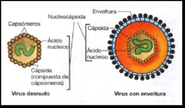 Genoma + capsídeo