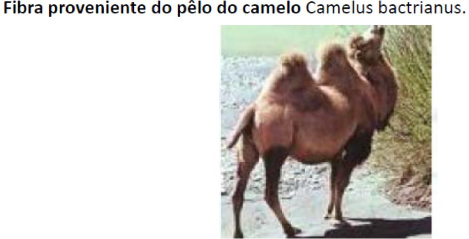 Camelo