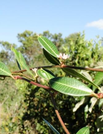 2 Guatteria australis