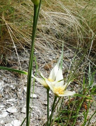 CRASSULACEAE Robinson