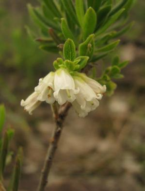 DROSERACEAE