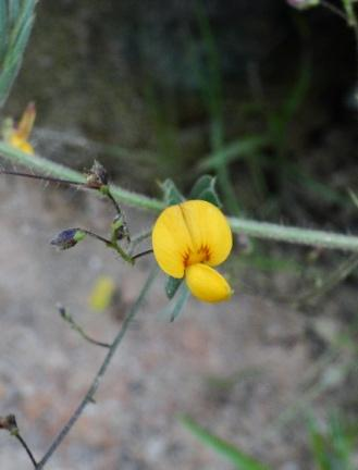 Aeschynomene falcata