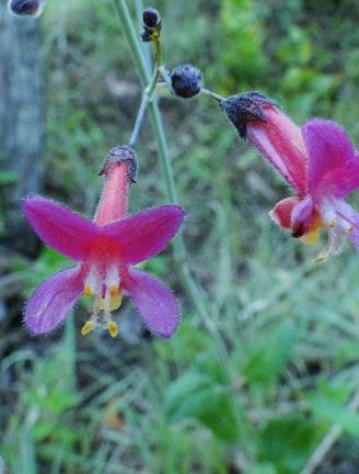 GESNERIACEAE 278