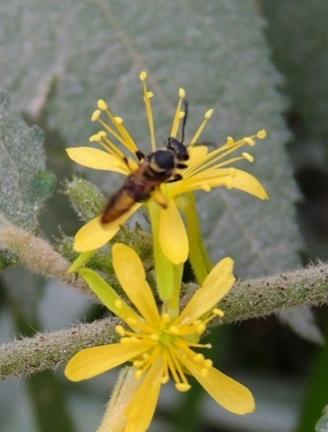 umbellata   MALVACEAE