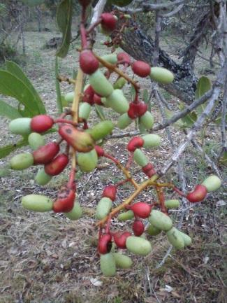 Eugenia brasiliensis