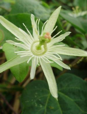 Passiflora