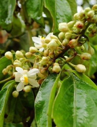 SMILACACEAE RUTACEAE