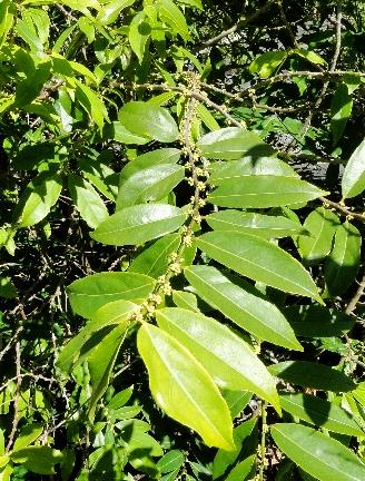 RUTACEAE SALICACEAE