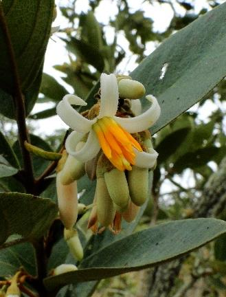 Laplacea fructicosa