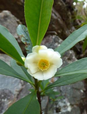 domingensis TYPHACEAE