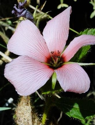 SOLANACEAE SOLANACEAE