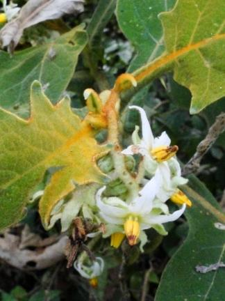 Ancona e 50 Solanum