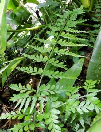 oblongifolia