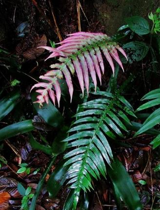 Blechnum raddianum