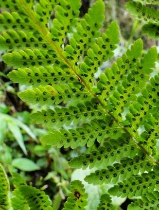 Adiantum sp.