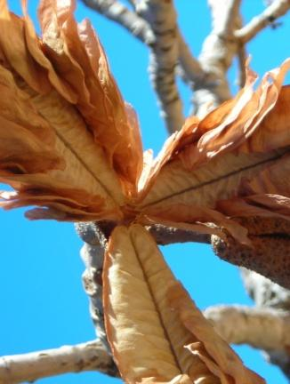 CACTACEAE