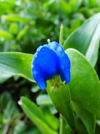 Martins CONVOLVULACEAE