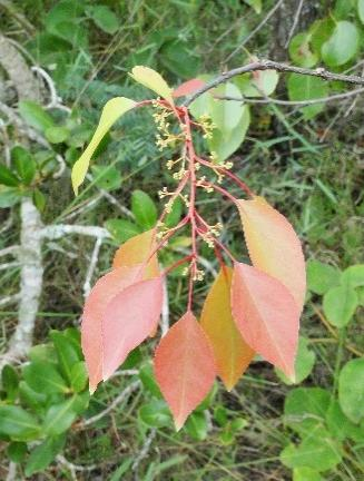 gardneriana CLUSIACEAE