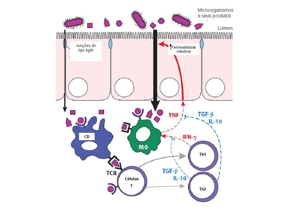 animais. Figura 2: Mecanismo do efeito dos probióticos sobre o sistema imune de homens e Adaptado de MARCHIANDO et al., 2010.