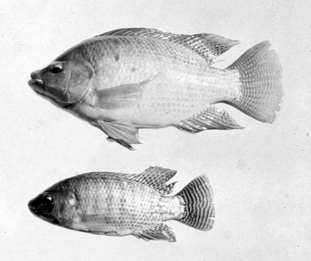 Fatores não genéticos de variação que atuam sobre o desempenho de peixes