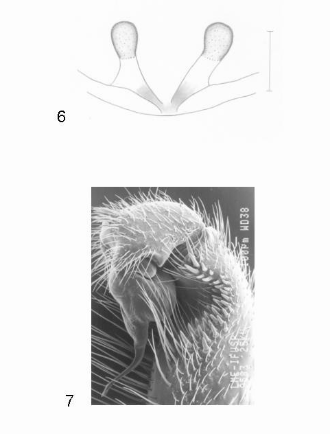 4 Figuras 6 e 7. Fêmea e macho. Idiops camelus. 6. Espermateca (Escala 1mm); 7.