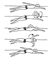 7 de 16 Dissocia a rotação longitudinal corpo por 6 batimentos 3 pernadas em decúbito ventral, seguidas de rotação longitudinal do corpo, 3 pernandas em decúbito dorsal e assim sucessivamente