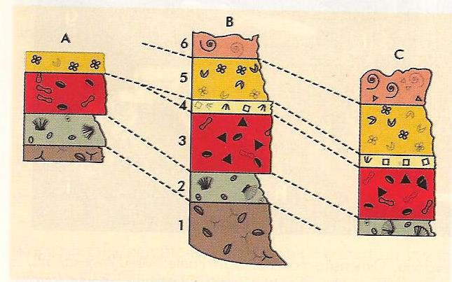 Fósseis e a Idade Relativa das rochas: correlação fossilífera ou bioestratigráfica Na sucessão biótica, é possível colocar rochas fossilíferas em ordem cronológica pela assinatura de seu conteúdo