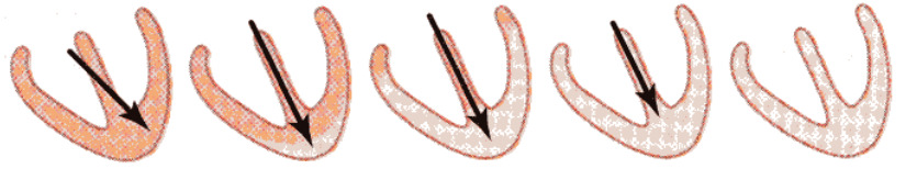 Análise vectorial do electrocardiograma normal Depois do ventrículo se encontrar despolarizado, passam-se cerca de 150 ms antes da repolarização ser visível num electrocardiograma.