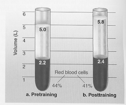 EFEITOS DO TREINAMENTO SOBRE O APARELHO CARDIOVASCULAR Volume Sanguíneo com treinamento de resistência aeróbia e, esse efeito é maior com o treinamento intenso.