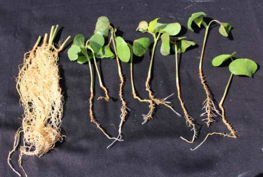 Figura 21 - Sintomas de intoxicação de plantas de algodão causados pelo herbicida imazethapyr.