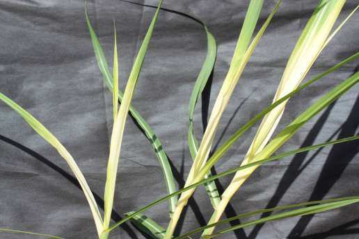 Figura 50 - Sintomas de intoxicação em plantas de cana-de-açúcar causados pelo herbicida