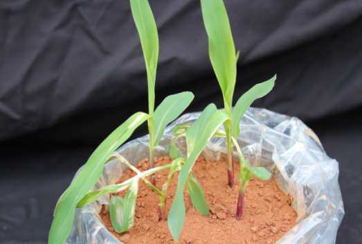 Figura 54 - Sintomas de intoxicação em plantas de milho causados pelo herbicida sulfentrazone.