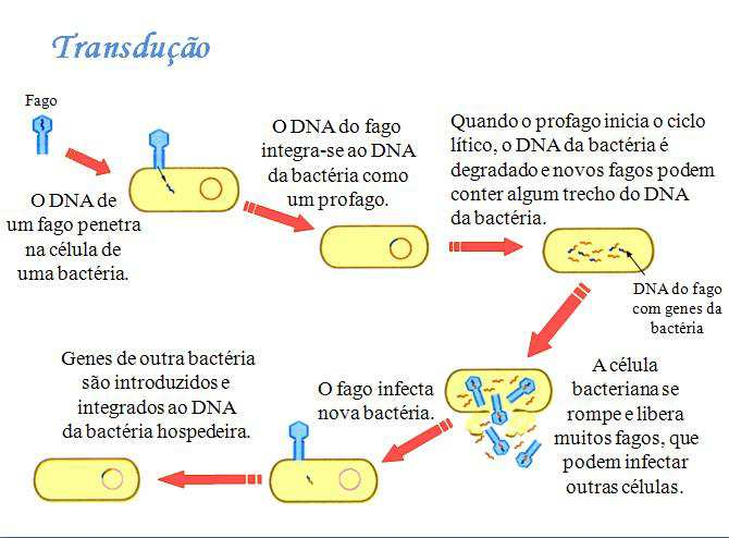21 22 Sexuada 3 maneiras: Conjugação, Transformação, Transdução 3) Transdução: troca de material genético entre bactérias por