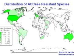 Distribuição das espécies resistentes - ACCase Distribuição das espécies resistentes - Glyphosate Conyza, Ambrosia, Lolium, Amaranthus EUA Lolium