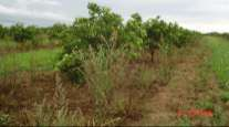 Observação de padrões de ocorrência de plantas daninhas resistentes a herbicidas no campo Buva