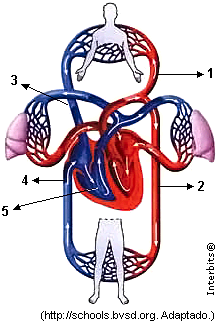 7. (Uftm ) O esquema ilustra a circulação humana. b) a diminuição da PH na vênula ocorre por causa da menor concentração de proteínas plasmáticas e consequente aumento da PO.