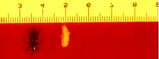 ISSN 1679-2254 Importância e Métodos de Controle do Moleque ou Broca-do-Rizoma-da-Bananeira 17 É no rizoma que se encontra a principal praga da bananicultura brasileira.