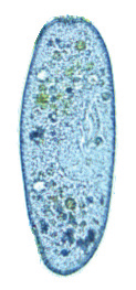 Paramécio 0,02 cm 0,2 mm 200 µm Euglena 0,002 cm 0,02